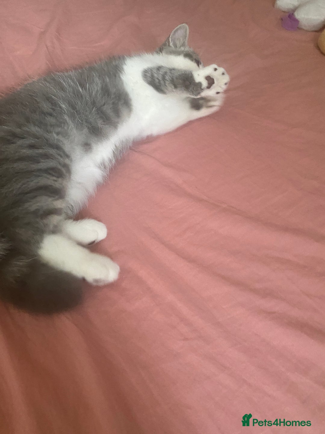 Exotic cats for sale: White & Grey Male Kitten Exotic Shorthair - Image 12