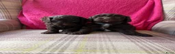 Cavapoo dogs for sale: Genetically health tested chocolate Cavapoos  - Advert 4