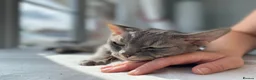 Devon Rex cats for sale: Devon Rex Male Cat - Looking for a Loving home in Leeds - Advert 8