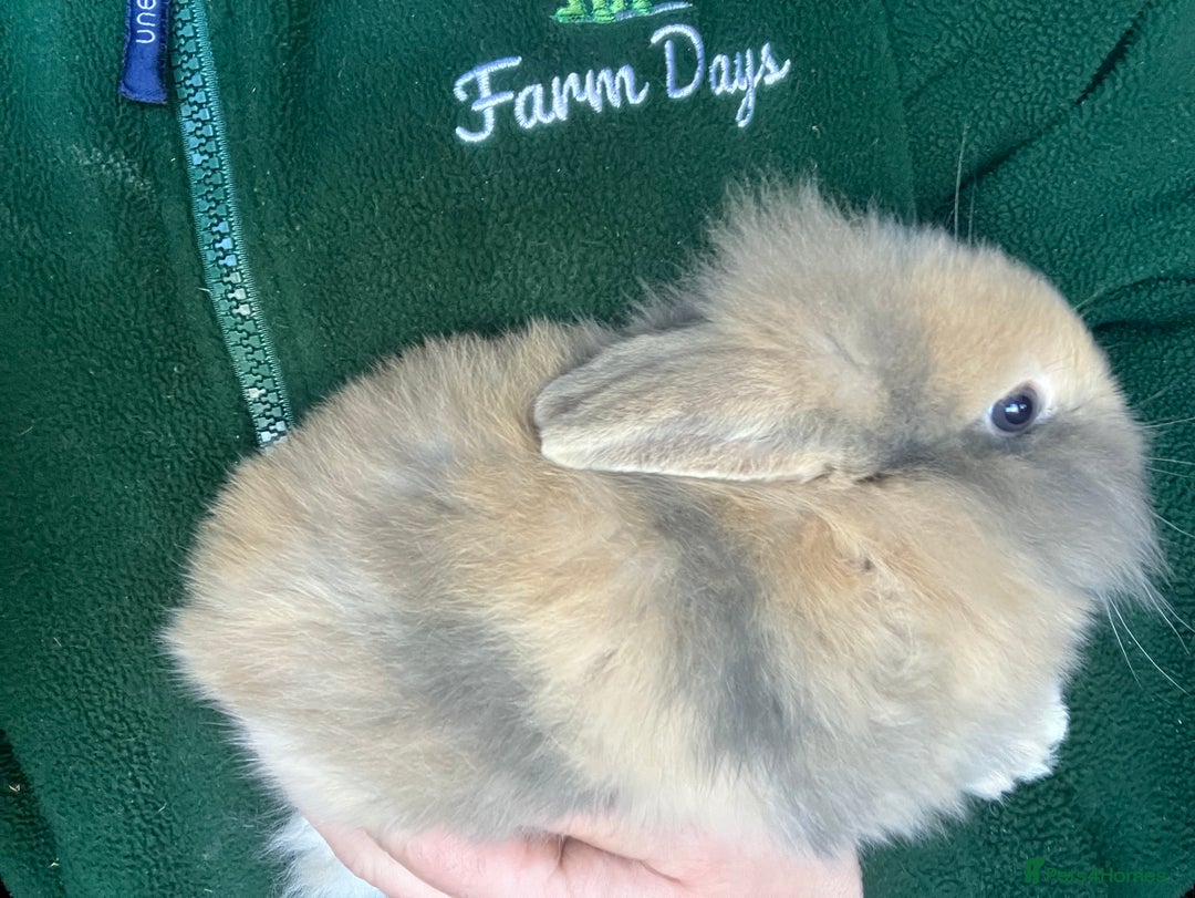 Mini Lion Lop rabbits for sale: Mini lion lop rabbits for sale male and female  - Advert 3