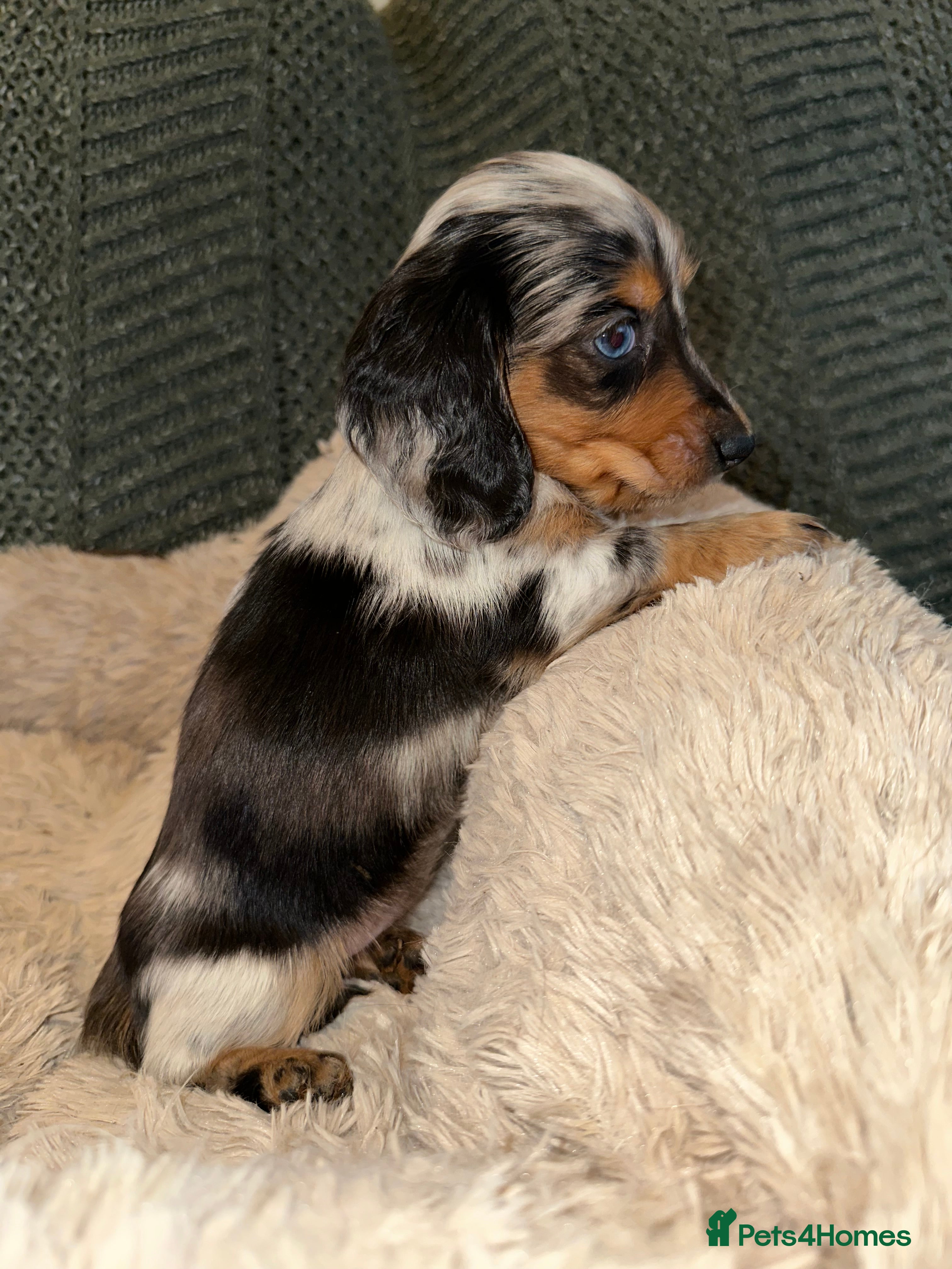 Miniature Dachshund dogs Longhairded dapple mini dachshunds  - Advert 7