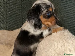 Miniature Dachshund dogs Longhairded dapple mini dachshunds - Advert 7