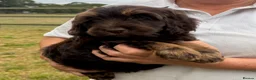 Cockapoo dogs for sale: Stunning F1 Cockapoos looking for 5⭐️ homes!  - Advert 12