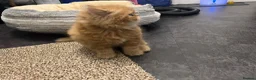 Persian cats for sale: 🐾 Pure Persian Kittens  🐾 in Manchester - Advert 4