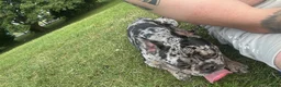 French Bulldog dogs for sale: Axel French bulldog in Chatteris - Advert 6