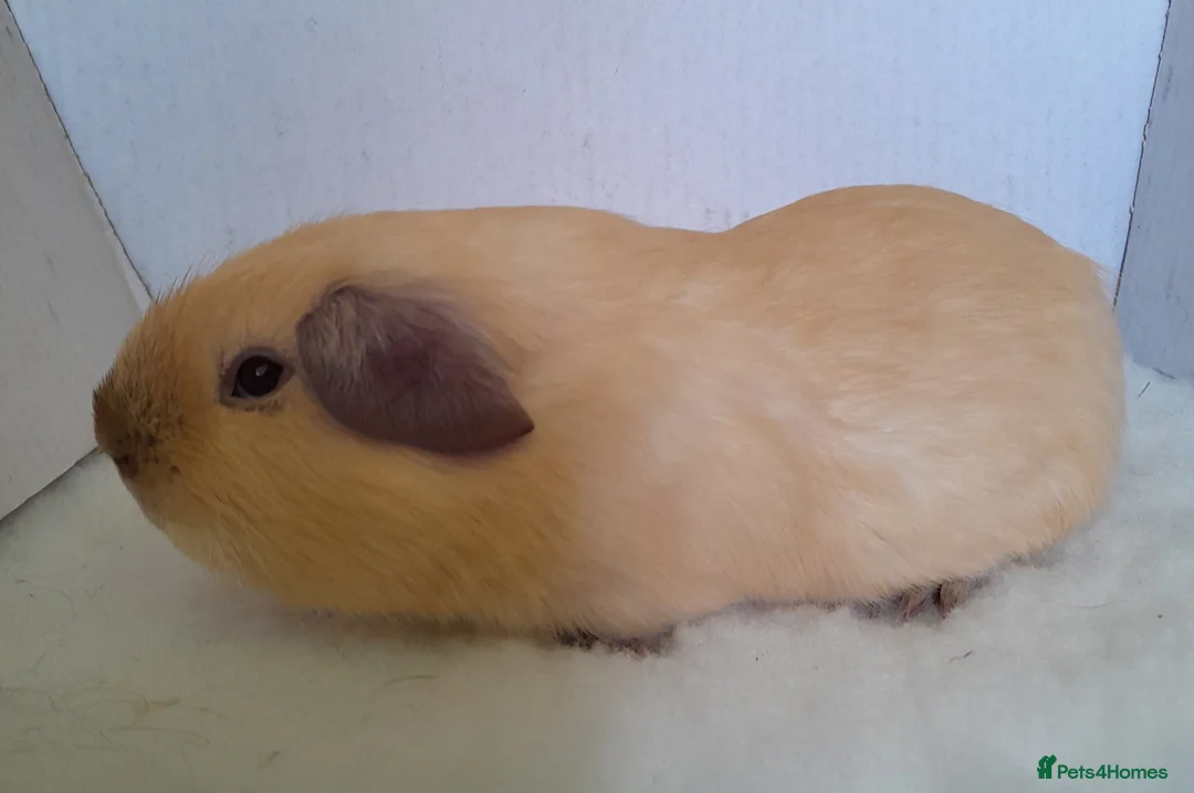 Guinea Pig rodents for sale: Cream Californian Guinea Pig Boars  - Advert 5