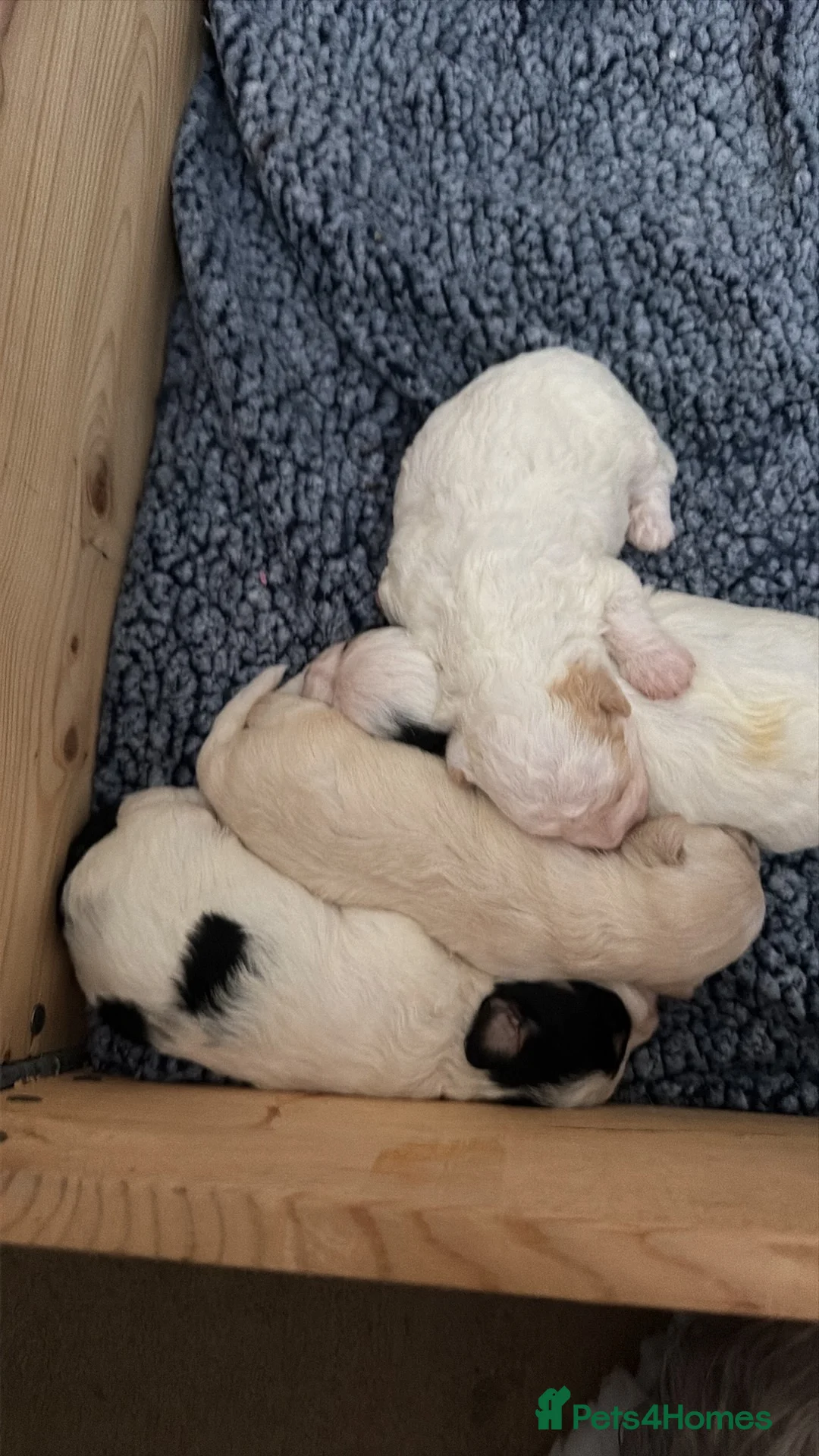 Yorkiepoo dogs for sale: 4 stunning Yorkiepoo Puppys  in Bridgwater - Advert 2