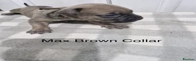 Max fawn brown brindle 