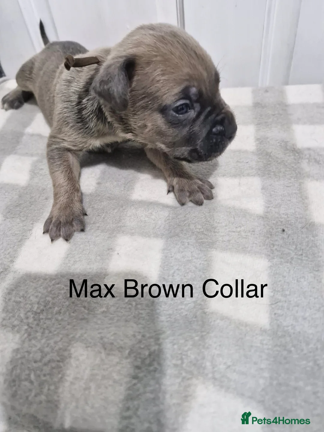 Cane Corso dogs for sale: 10 Adorable Cane Corso Puppies  in Wigan - Advert 10