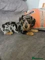 Dachshund dogs Beautiful Unusual Playful Dachshound pups  - Advert 1