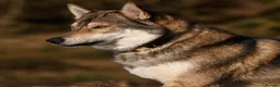 Saarloos Wolfdog dogs for sale: Timber Dog puppies - Advert 14