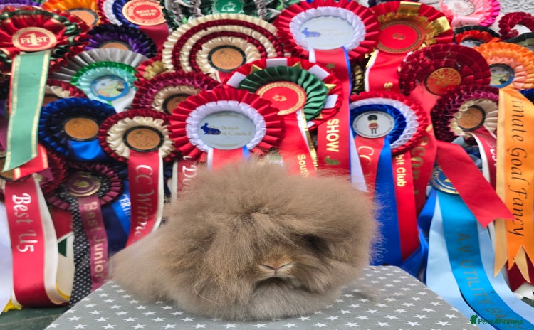 Lionhead rabbits - Advert 2