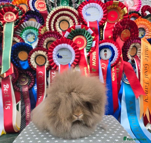 Lionhead rabbits - Advert 12