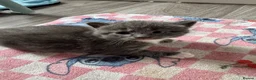 Mixed Breed cats for sale: Beautiful half Maine coon ginger and grey kittens  - Advert 26