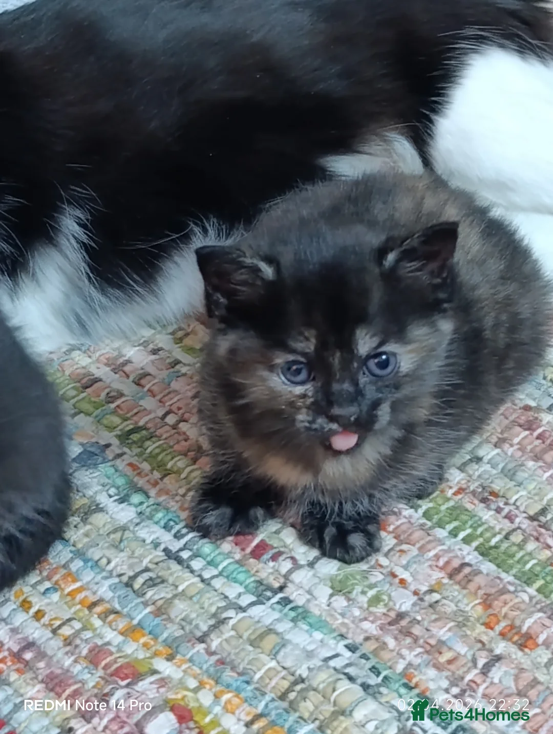 British Shorthair cats for sale: Cute cats - Advert 12