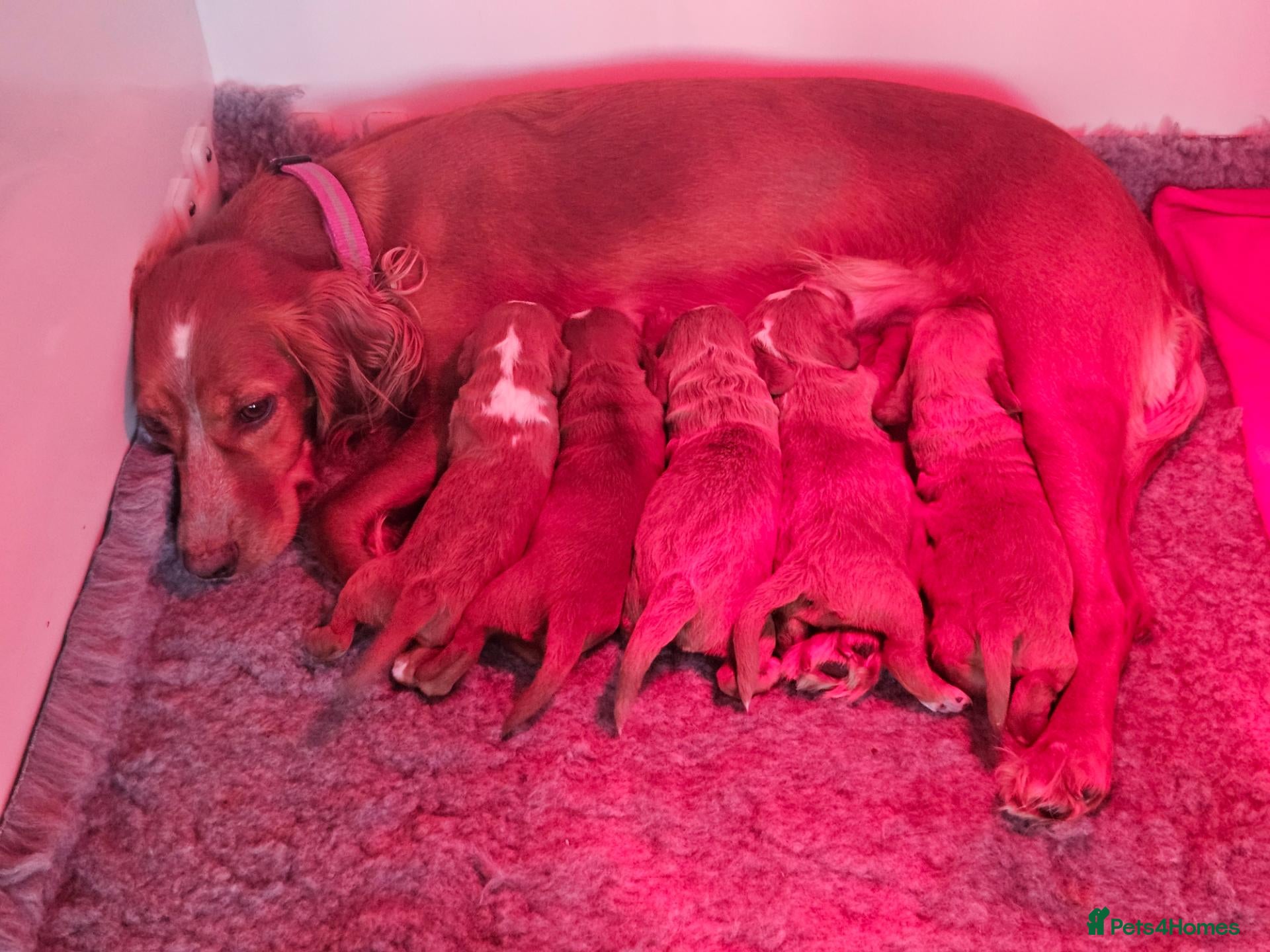 Cocker Spaniel dogs for sale: KC Reg Red Working Cocker Spaniel Puppies - Advert 1