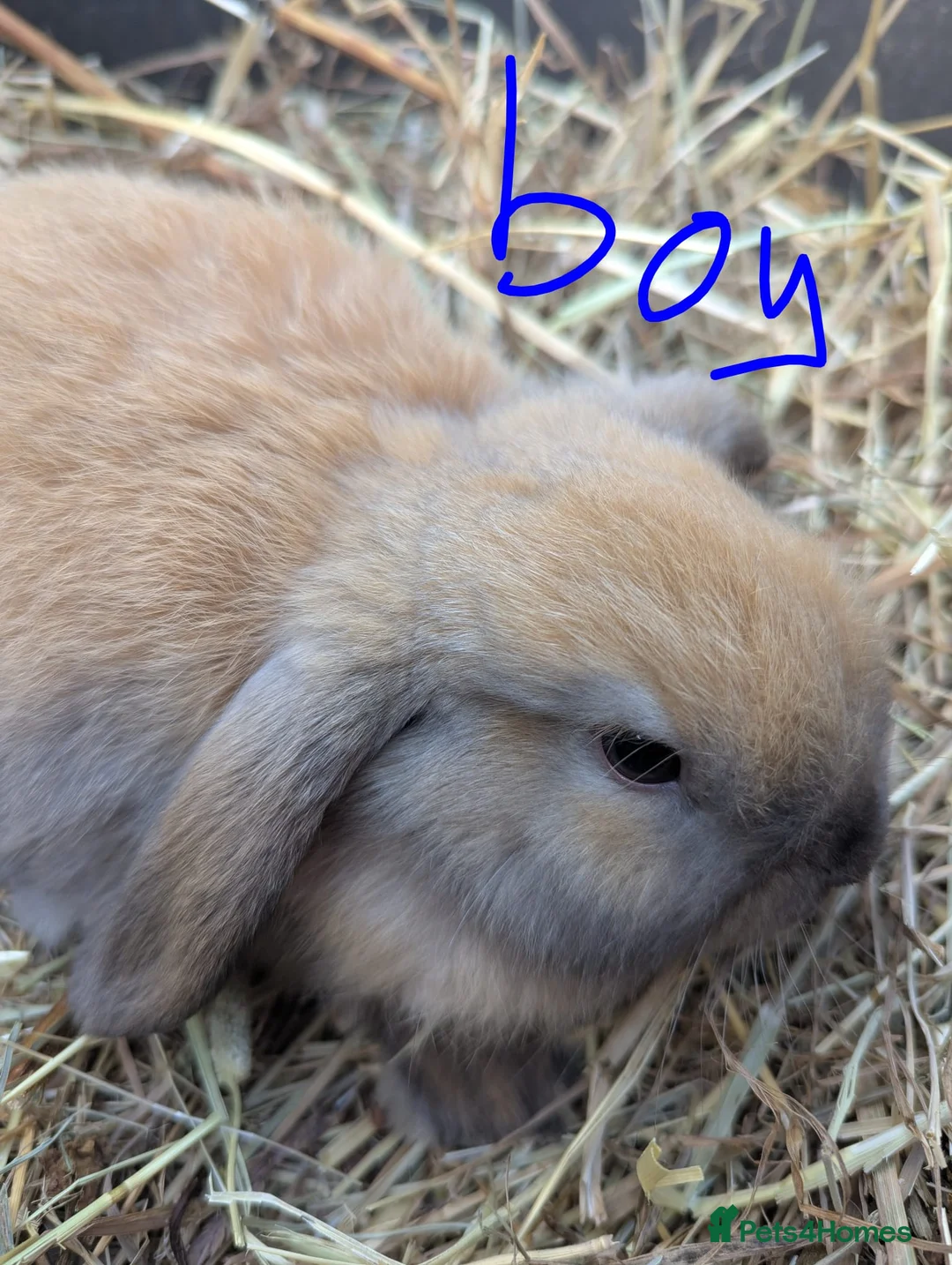 Mini Lop rabbits for sale: Mini Lop, last one left - Advert 2