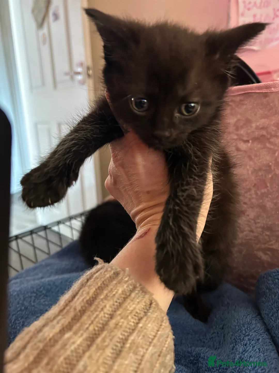 Mixed Breed cats for sale: Gorgeous girl  - Advert 6