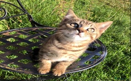 Bengal cats for sale: Bengal x British blue boys in Liss - Image 1
