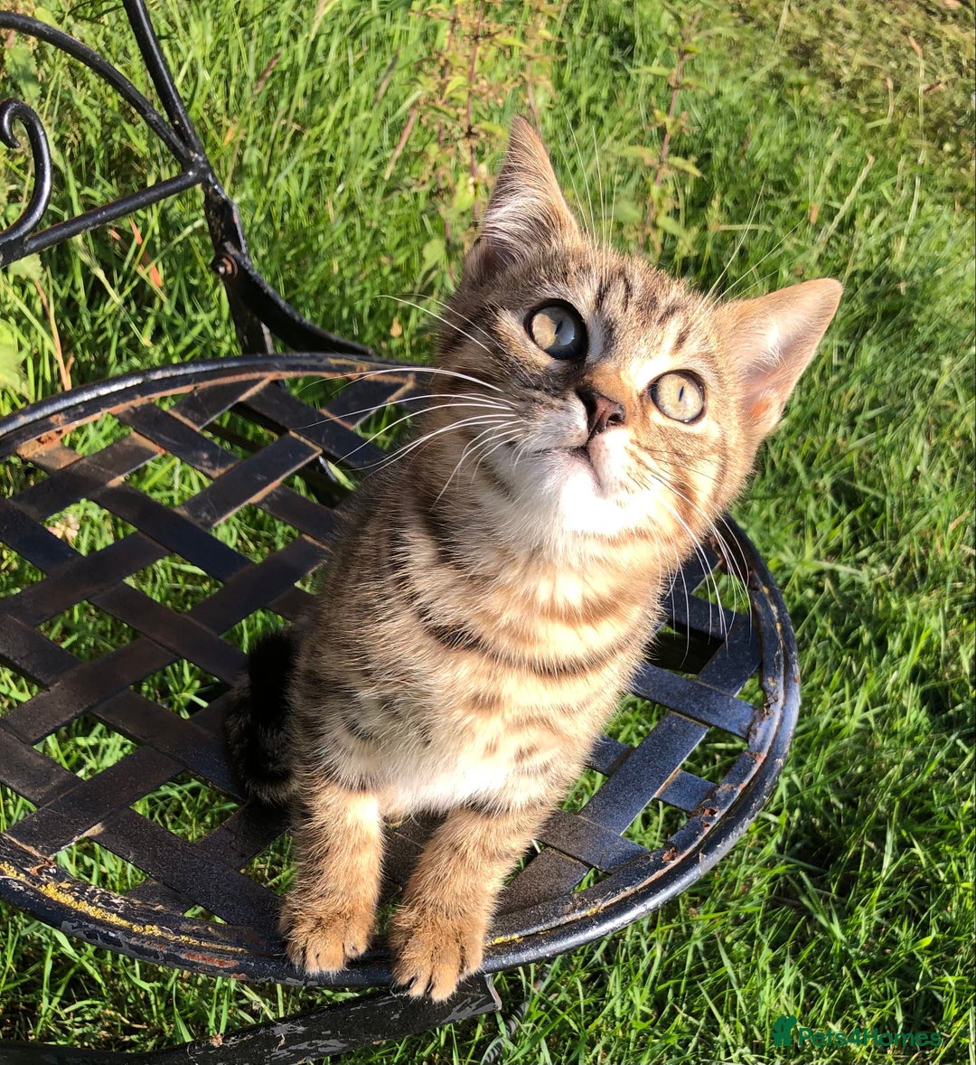 Bengal cats for sale: Bengal x British blue boys in Liss - Image 1