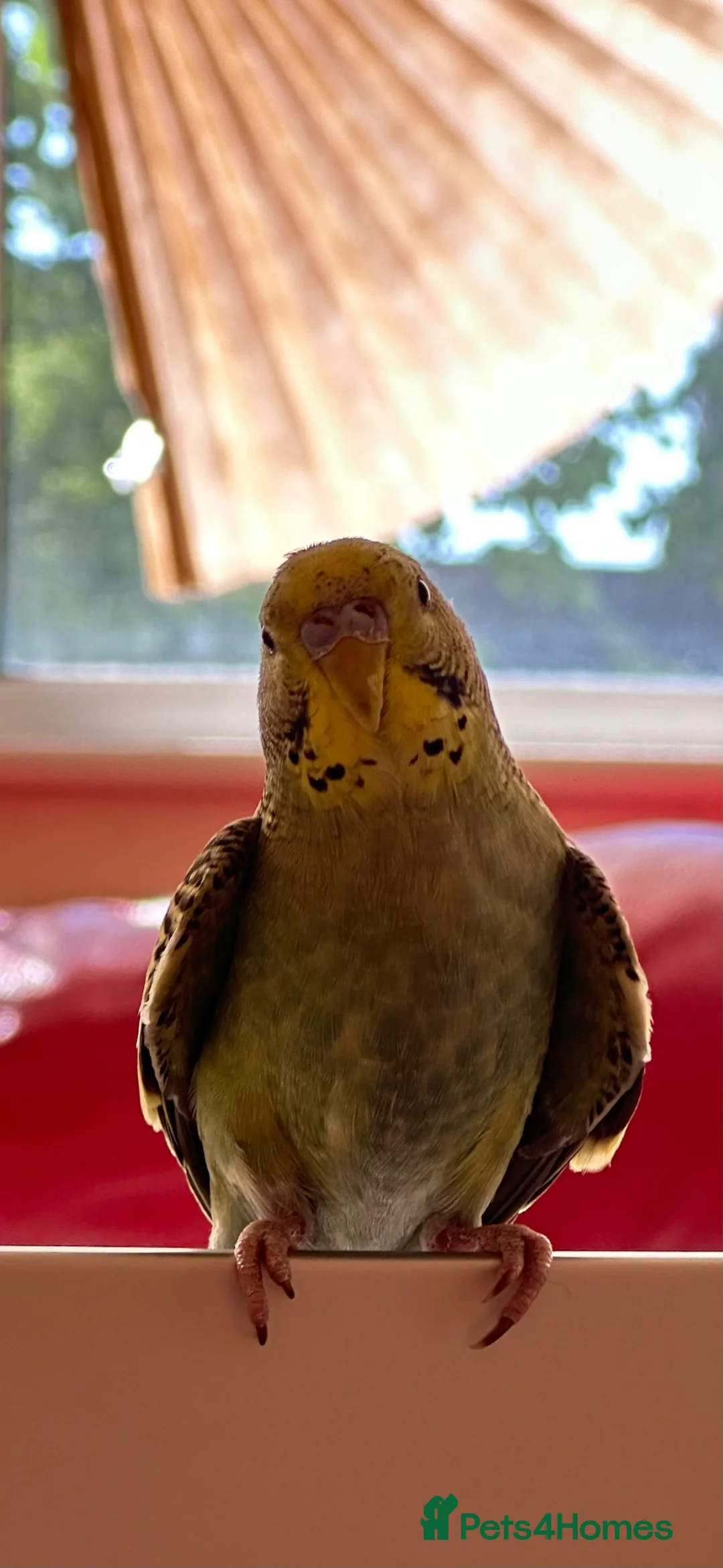 Budgerigars birds for sale: Beautiful girl  in Romford - Advert 1