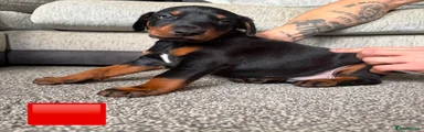 Dobermann 5