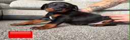 Dobermann dogs for sale: Dobermans for sale in Ayr - Advert 6