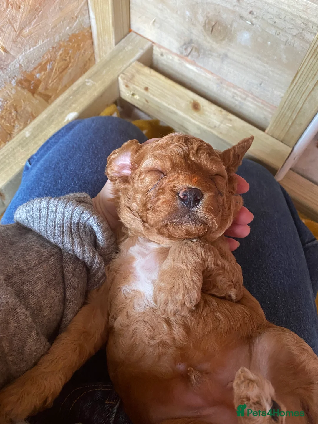 Mixed Breed dogs for sale: Beautiful Cavacockapoo puppies, only two left!  - Advert 18