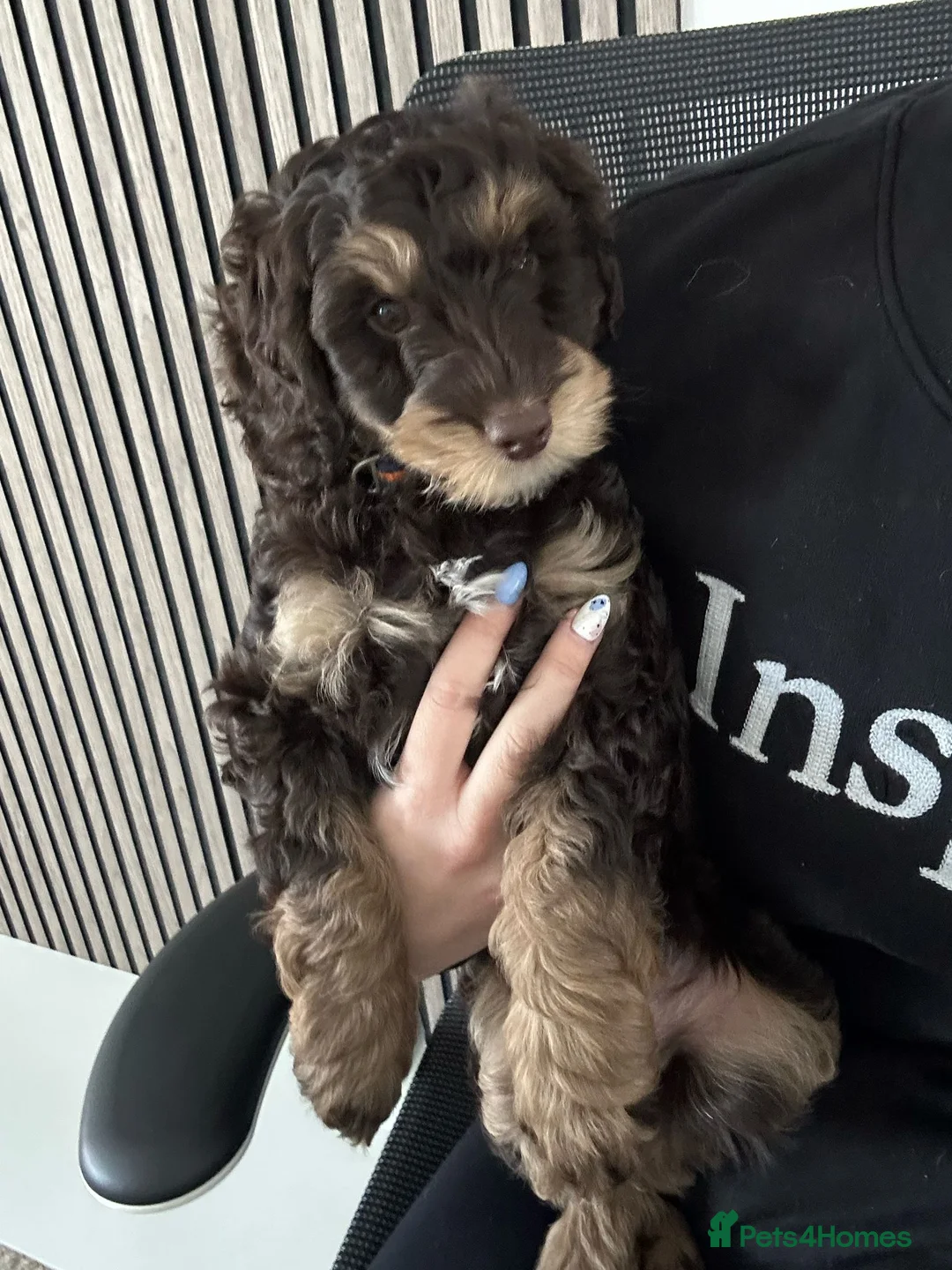 Cockapoo dogs for stud: F1 Red Cockapoo PROVEN Stud-Extensively DNA Tested in Stafford - Advert 29