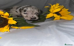 Great Dane dogs for sale: KC Registered Great Dane Puppies. - Image 9