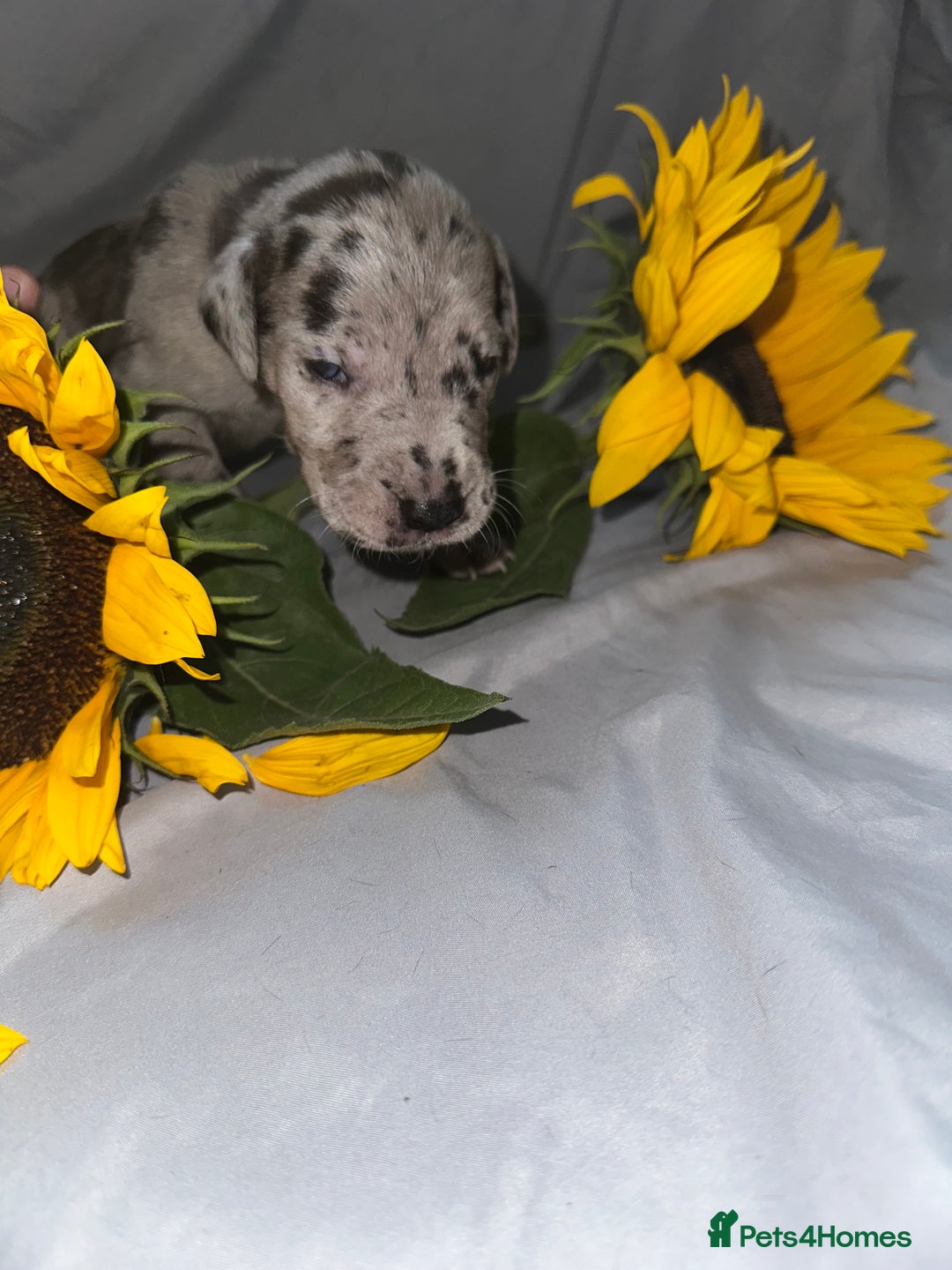 Great Dane dogs for sale: KC Registered Great Dane Puppies. - Image 9