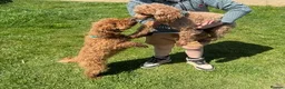 Toy Poodle dogs for sale: Beautiful Dark Red Toy Poodle Puppies - Advert 2