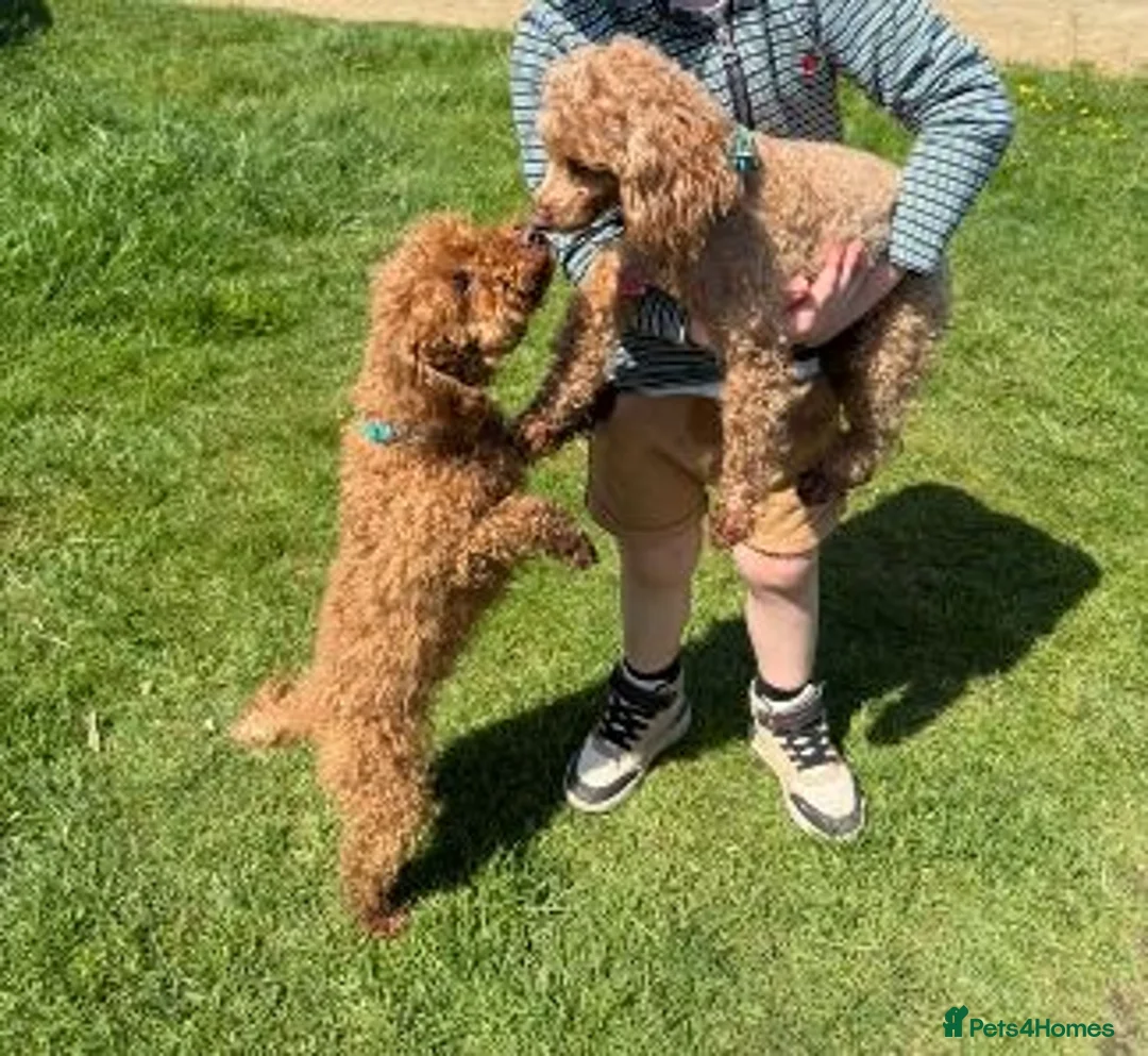 Toy Poodle dogs for sale: Beautiful Dark Red Toy Poodle Puppies - Advert 2