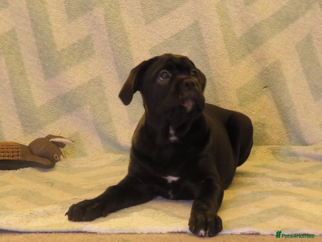 Cane Corso dogs for sale:  Health-Tested Cane Corso Puppies 🐾 - Advert 19
