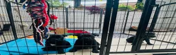 Staffordshire Bull Terrier dogs for sale: 🐾 KC Reg 4 x Stunning Staffy Puppies 🩷🩷🩷💙 - Advert 10