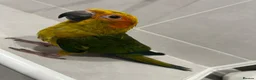 Mixed Breed birds for sale: Beautiful Hand-Reared Sun Conure Babies – Weaned  - Advert 2