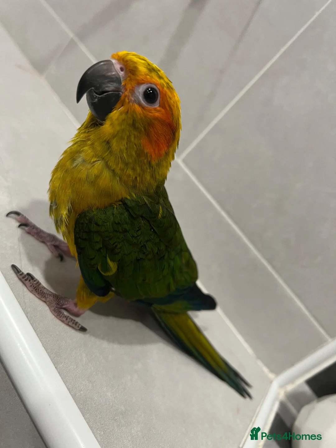 Mixed Breed birds for sale: Beautiful Hand-Reared Sun Conure Babies – Weaned  - Advert 2