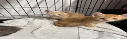 Mixed Breed cats for sale: American shorthair x bsh kittens please red descrp in Belvedere - Advert 24