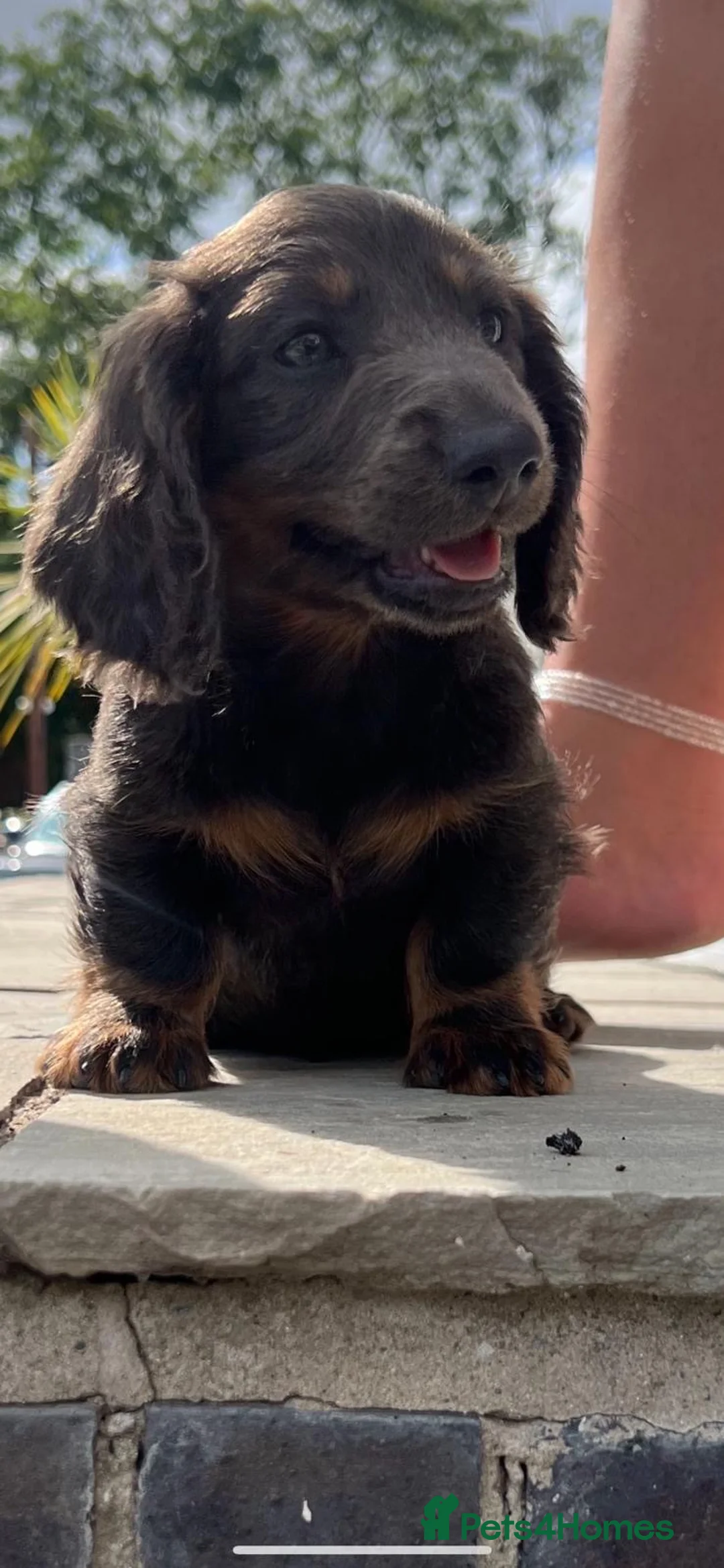 Dachshund dogs for sale: Dachshund puppies  - Advert 6