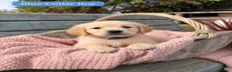Golden Retriever dogs for sale: Beautiful KC Puppies No Endorsements  - Advert 23