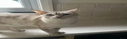Bengal cats for sale: Snow lynx bengal in Staines - Advert 3