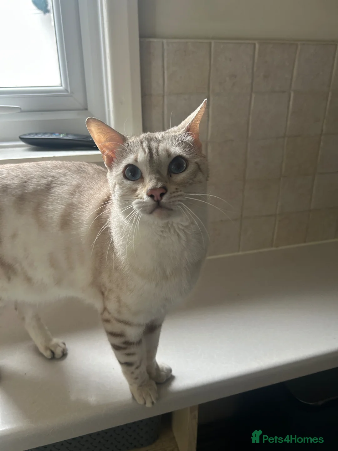 Bengal cats for sale: Snow lynx bengal in Staines - Advert 3