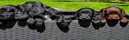 Cocker Spaniel dogs for sale: Cocker Spaniel Puppies in Petworth - Advert 9