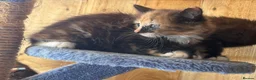 Mixed Breed cats for sale: Ginger and tortoise  kittens  - Advert 18