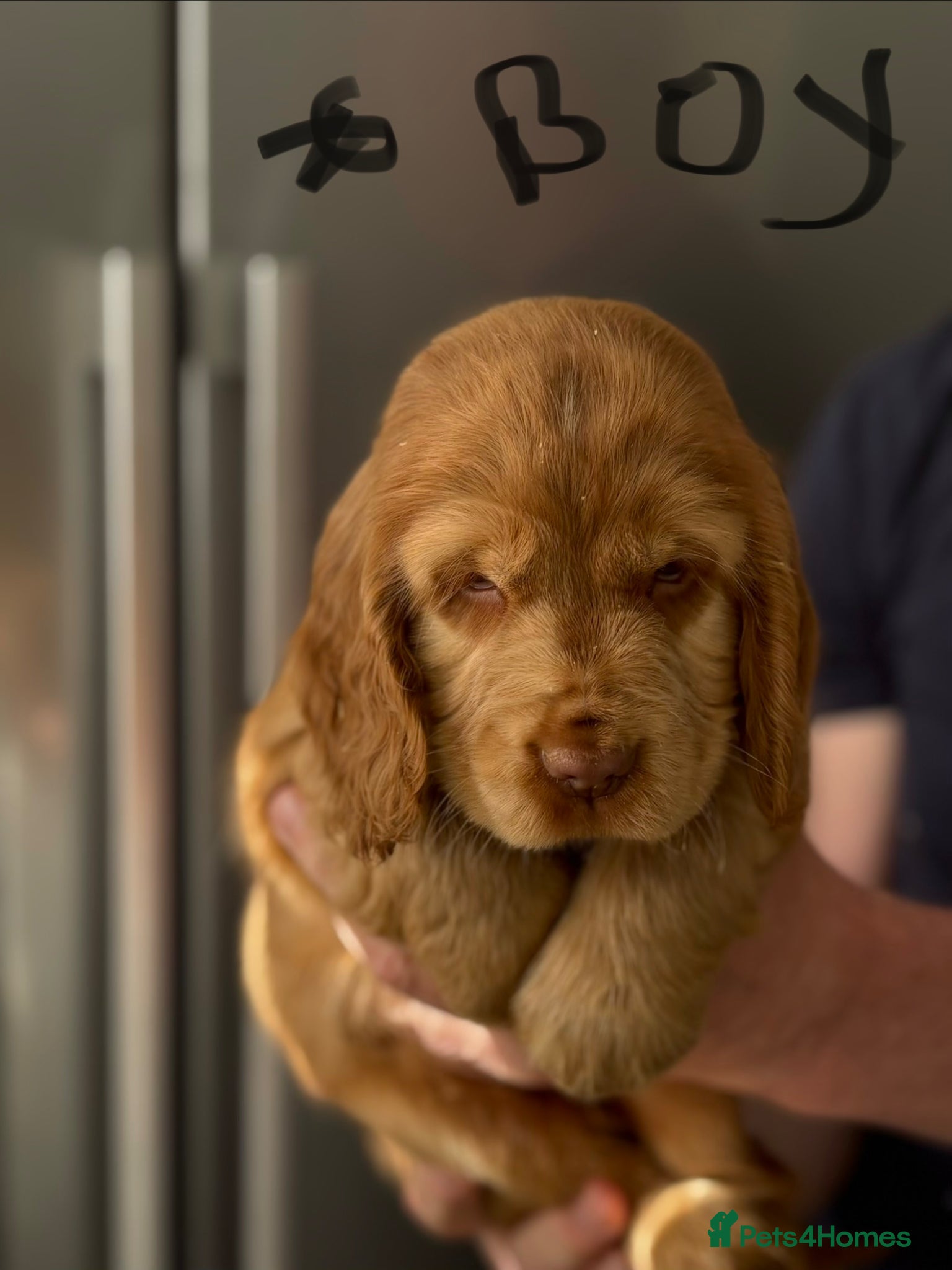 Cocker Spaniel dogs Show cocker spaniels - Advert 9