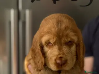 Cocker Spaniel dogs Show cocker spaniels - Advert 9