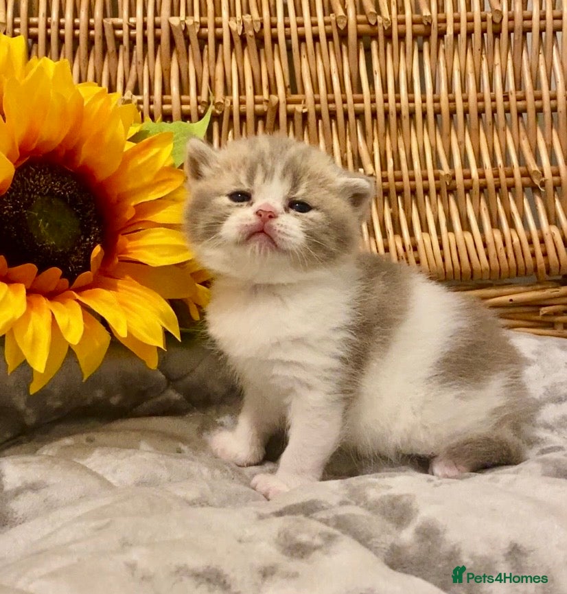 Scottish Fold cats 🧸EXTREMELY RARE CHAMP LINE FAWN SCOTTISH/BSH 😻🧸 - Advert 1