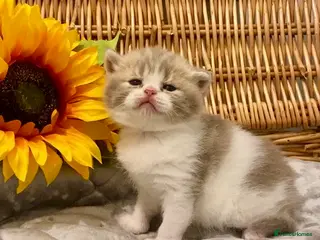 Scottish Fold cats 🧸EXTREMELY RARE CHAMP LINE FAWN SCOTTISH/BSH 😻🧸 - Advert 4