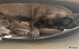Cane Corso dogs for sale: Beautiful Cane corso Pups  - Image 24