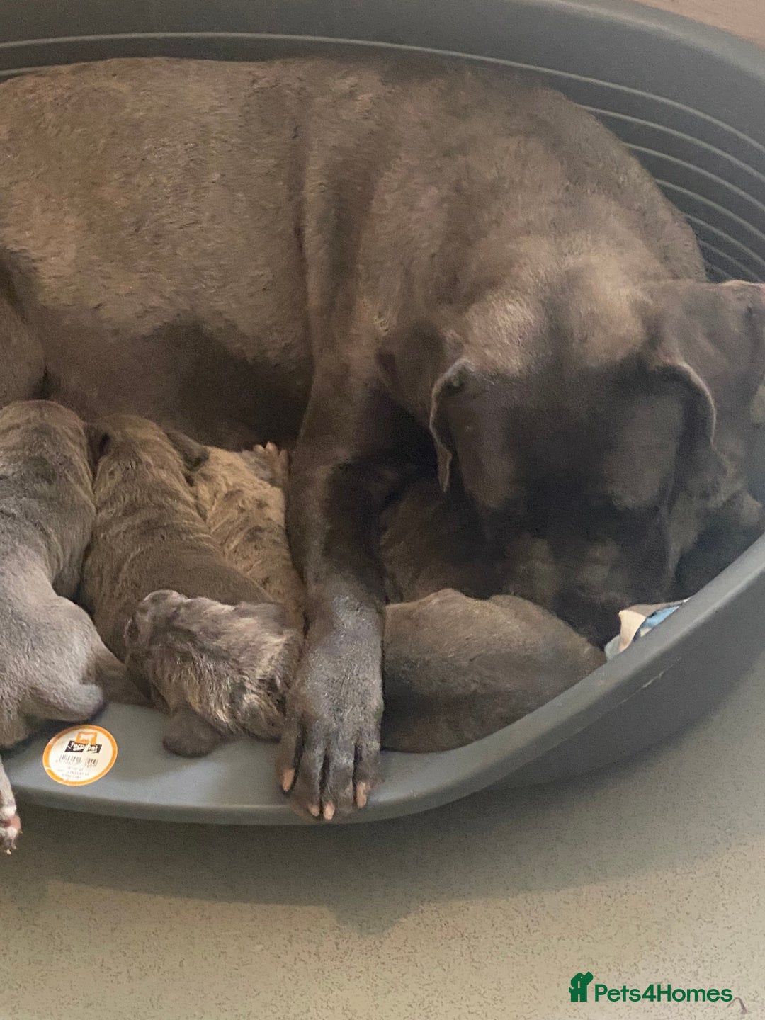Cane Corso dogs for sale: Beautiful Cane corso Pups  - Image 24